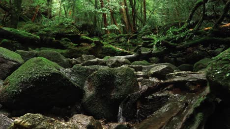 Stream-water-in-Mononoke-green-forest-,-4k-Slow