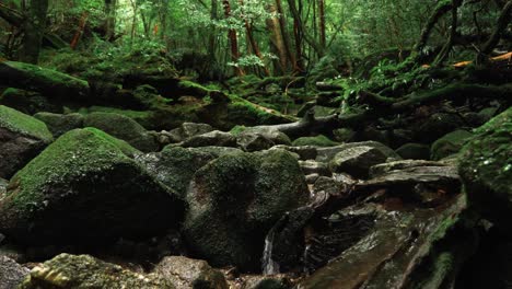 stream water in mononoke green forest , 4k slow