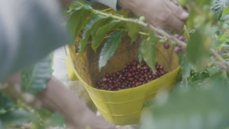 farmers collecting coffee berries in huila, colombia