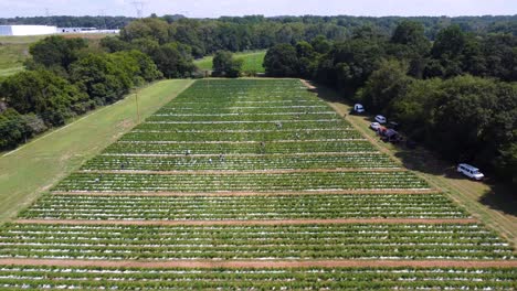 Aerial-view-of-chili-farm-plantation-growing-Cayenne-chili-peppers,-USA