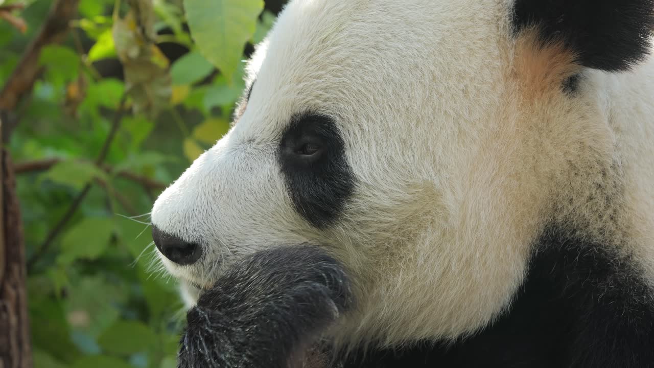 el panda gigante (ailuropoda melanoleuca) también conocido como el oso panda o simplemente el panda, es un oso nativo del sur de china central.
