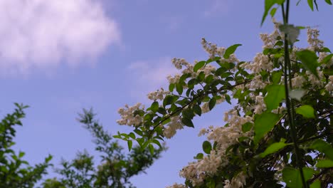 Preciosas-Flores-Blancas-Contra-El-Cielo-Azul-Brillante---Disparo-En-ángulo-Bajo