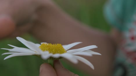 person holding a daisy