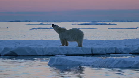polar bear on arctic ice floes at sunrise/sunset