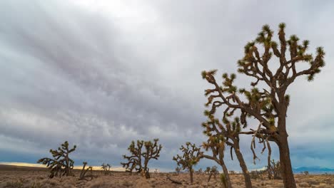 Viento-Que-Sopla-En-Las-Nubes-Sobre-El-Desierto-De-Mojave-Con-árboles-De-Joshua-En-Primer-Plano---Lapso-De-Tiempo-De-Gran-Angular-Estático