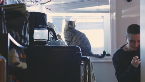 Gato-Atigrado-Sentado-En-La-Ventana-Luego-Un-Hombre-Vino-Hablando-Por-Teléfono-En-La-Cocina