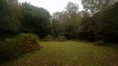 Extraweitwinkelaufnahme-Einer-Lichtung-Im-Neuen-Wald,-Umgeben-Von-Bäumen-Und-Adlerfarn