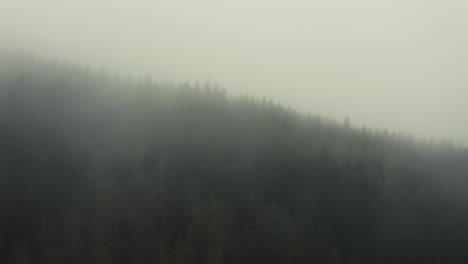 drone shot of a pine forest in the fog