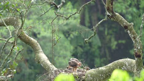young javan hawk-eagle on the nest in the wild life