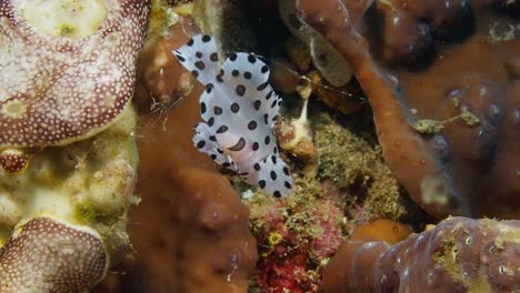 Juvenile-Barramundi-Cod-that-just-swallowed-a-shrimp