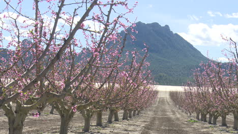 spring blooming peach orchard with mountain view