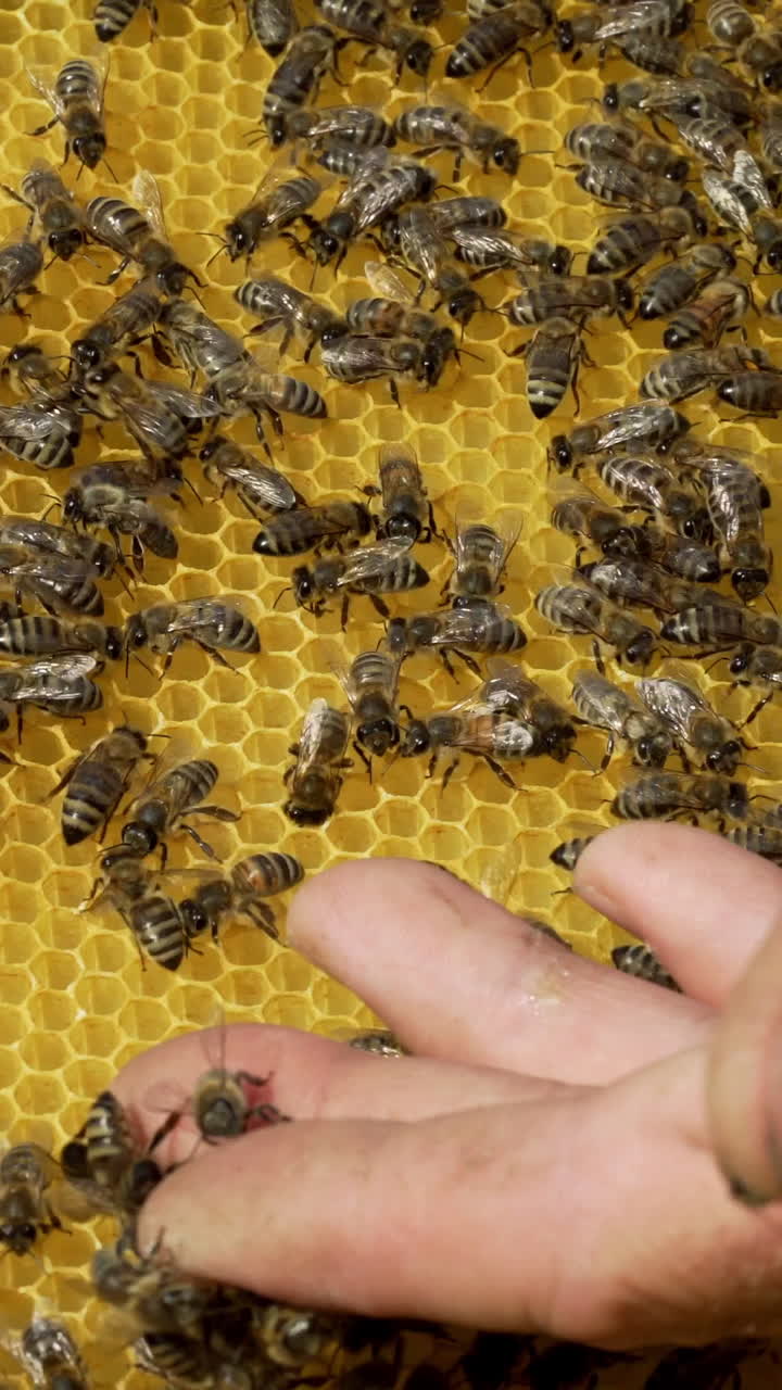 Beekeeper examines bees in honeycombs. Hands of the beekeeper. Beehive in the apiary. Close-up Vertical video