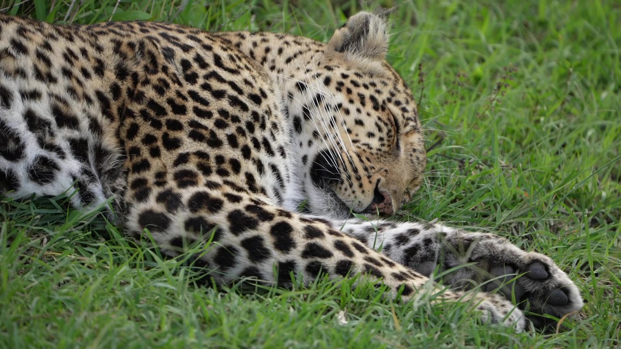 Başarılı Bir Avdan Sonra Masai Mara Çayırlarında Dinlenen Sakin Afrika Leoparı