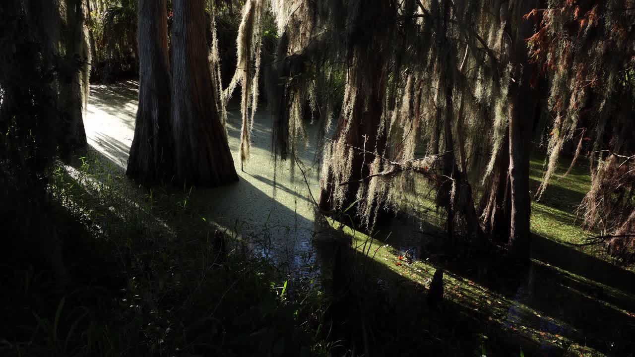 Vandoverfladen blændes af lyspletter og er dækket af et lag vegetation, der forvandler den til et naturligt kunstværk.