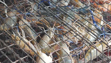 live raw fresh jumping blue river shrimp prawn in metal cage ready to grill cook