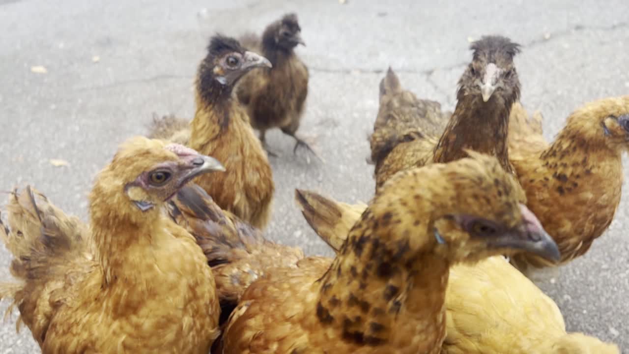 Cinematic close-up shot of a flock of young wild chickens on the Hawaiian island of Maui