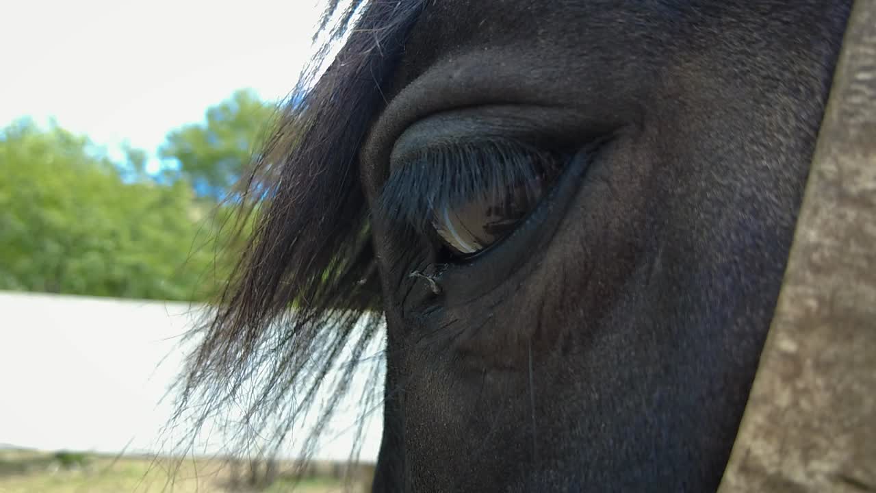 sumergirse profundamente en el mundo enigmático escondido dentro de esos orbes llenos de alma