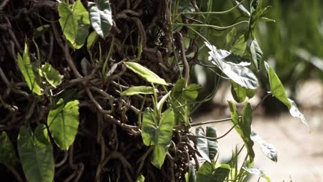 green plant leaves in morning light, softly shimmering, fresh and bright