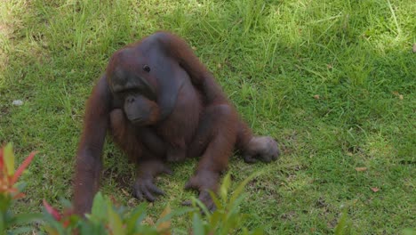 Male-adult-Orangutan-Sitting-On-The-Grass-Under-The-Shade-Of-a-Tree