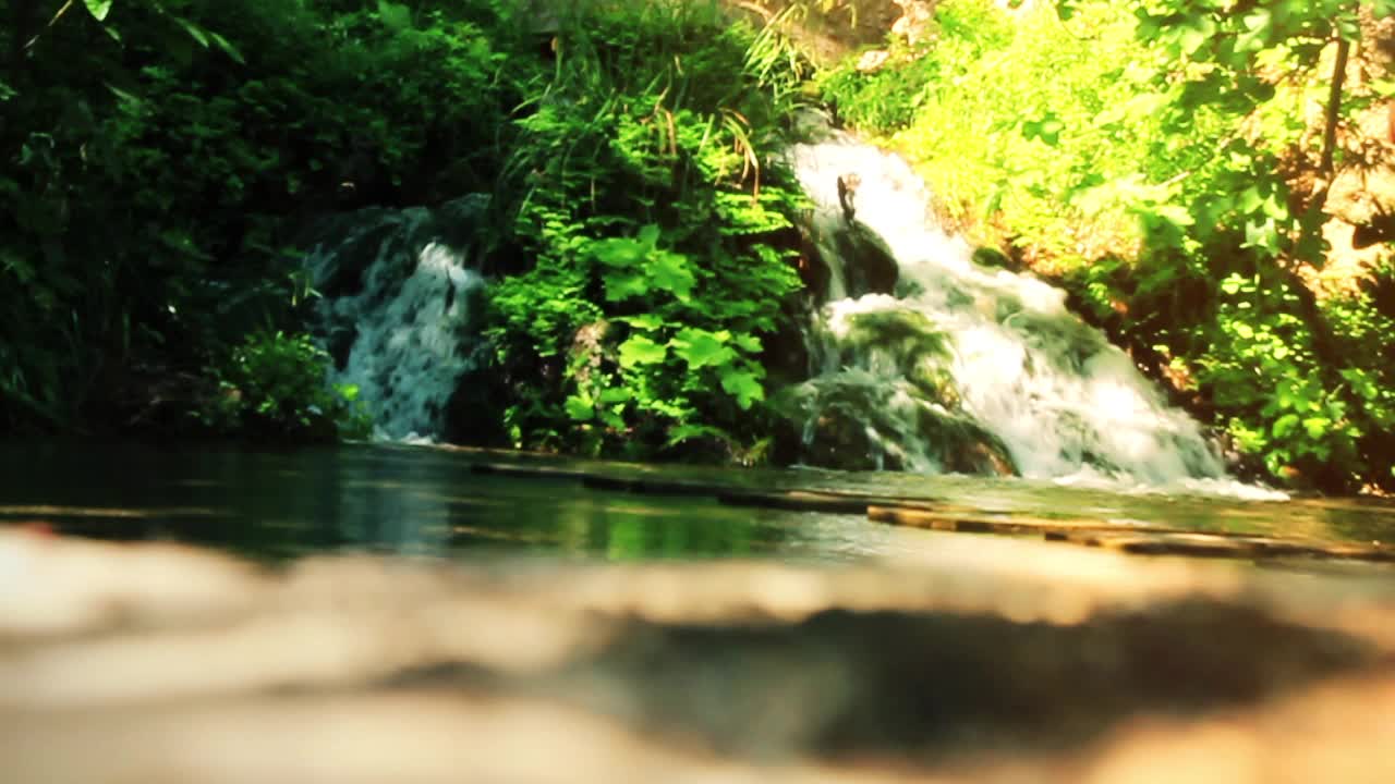 formiche su pietra con sfondo d'acqua