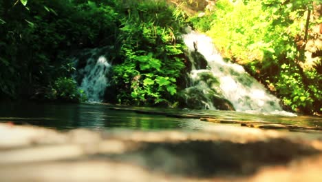 hormigas en piedra con fondo de agua