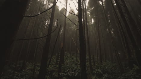 Neigen-Sie-Vom-Himmel-Und-Den-Baumwipfeln-Herab-Zum-Dichten,-Dunklen-Wald-Auf-Den-Azoren