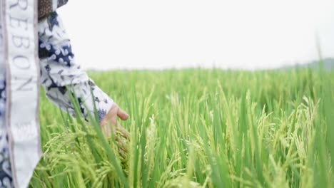 Closeup-image-of-a-man's-hand-touching-rice-in-a-field-at-sunset-time