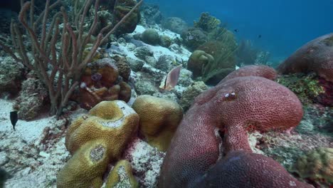 a single butterflyfish picks at the corals, moving gracefully through the reef, surrounded by a mix of hard and soft coral formations in a tranquil underwater scene.