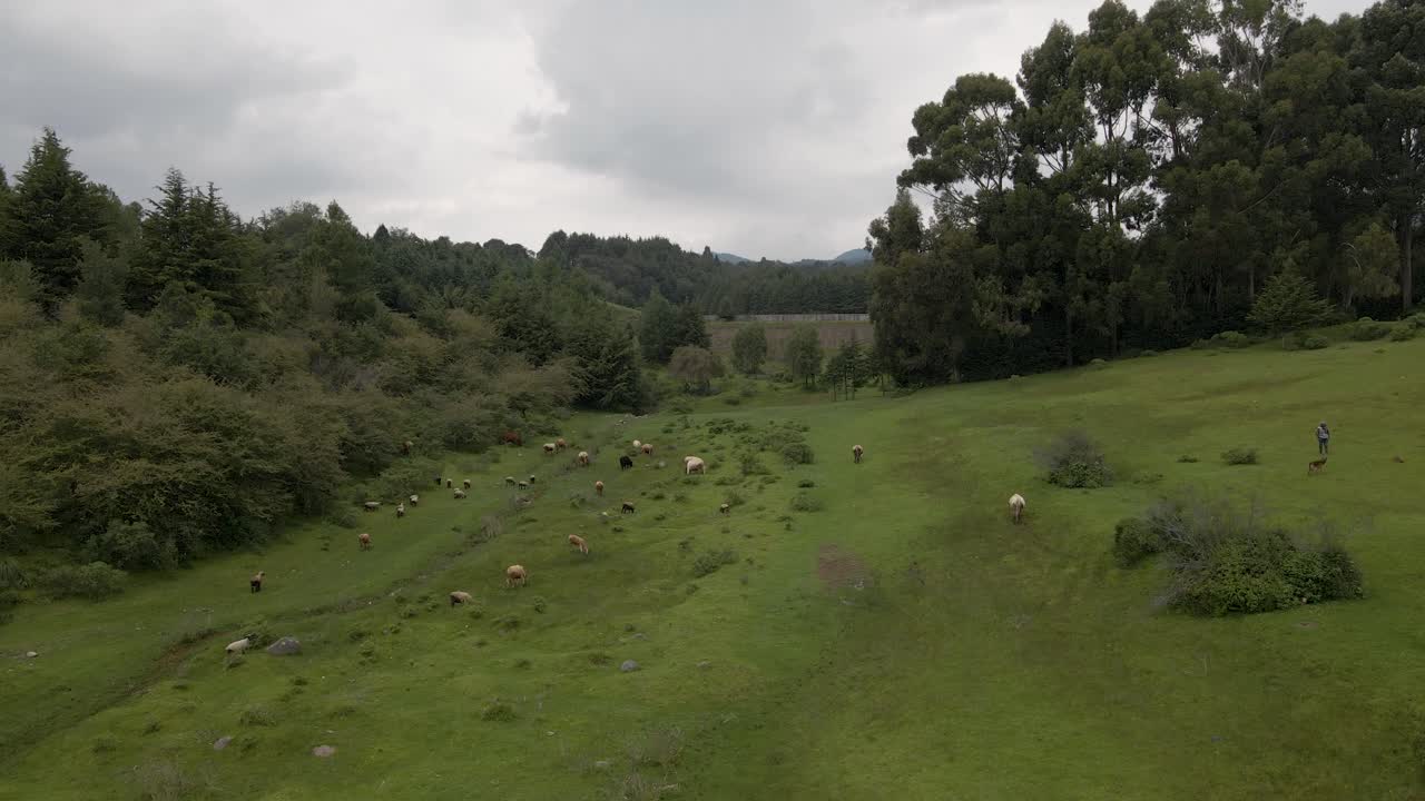cierre aéreo de vacas en los campos verdes y ganado libre en el pasto en un día soleado