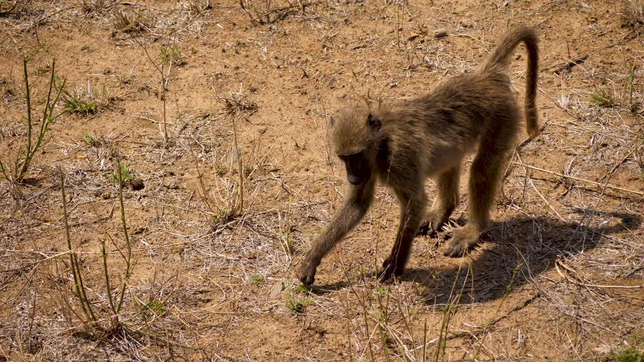 Il babbuino Chacma mangia erba secca nel Parco Kruger.