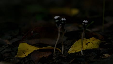 Very-dark-forest-ground-while-some-light-enters-the-forest-transitioned-from-light-to-dark,-Thismia-mirabilis,-Thailand