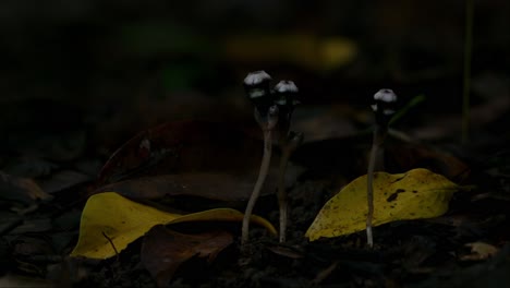 very dark forest ground while some light enters the forest transitioned from light to dark, thismia mirabilis, thailand