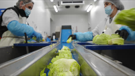 inspection, selection and processing of lettuce for pre-packaged salads in factory