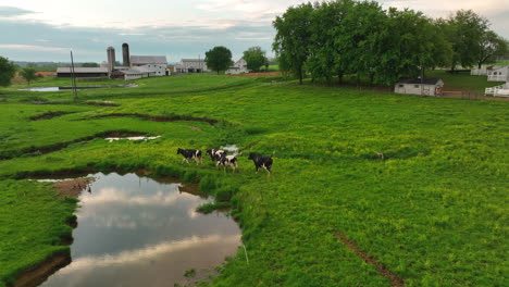 cows run in pasture on rainy spring day