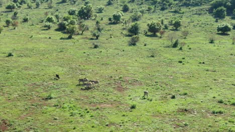 Drone-aerial-of-small-Zebra-herd-in-the-wild-on-green-summers-grass-plain