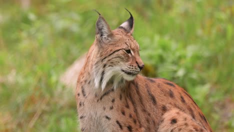 the eurasian lynx (lynx lynx) in the forest.