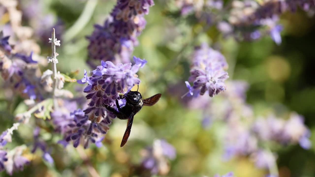 пчела взаимодействует с лавандовыми цветами