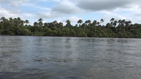 navegando en el río en la naturaleza brasileña, ecosistema de manglares