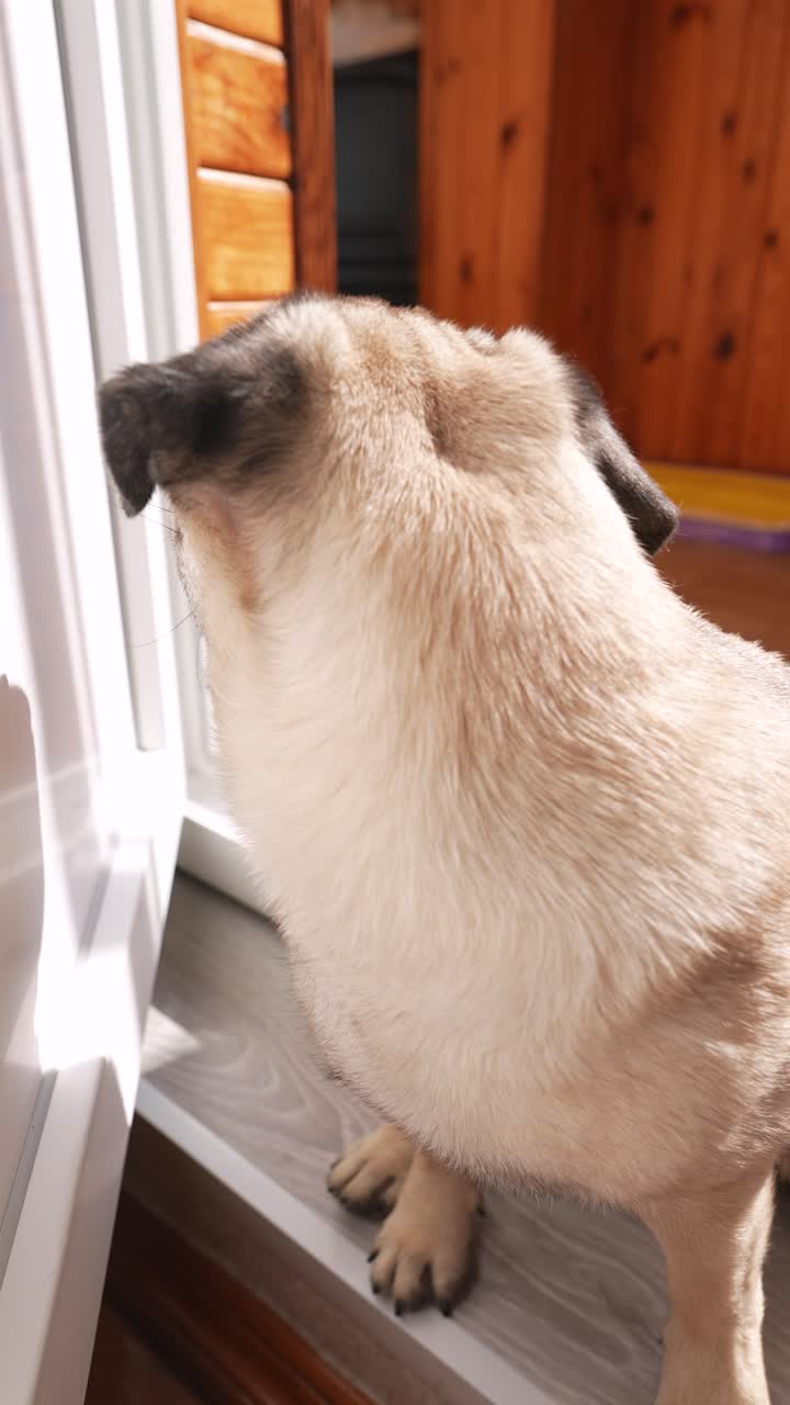 Cucciolo di carlino che guarda dalla finestra