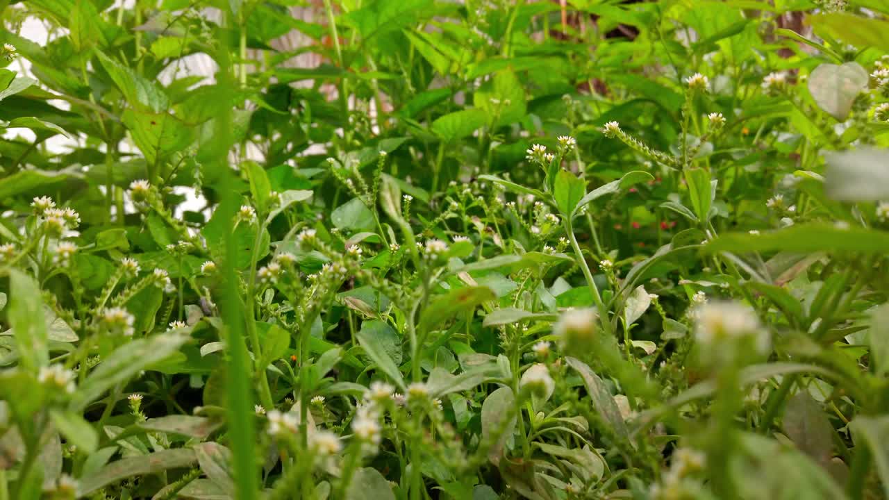 Zoom out from tall green plants in a backyard tropical garden, revealing abundant foliage and lush natural textures