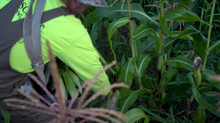 Closeup of farmer picking corn and putting it into his bin