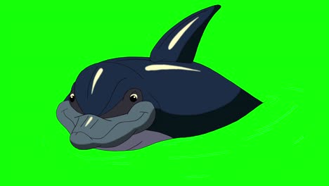 dolphin in the water 4k chroma key