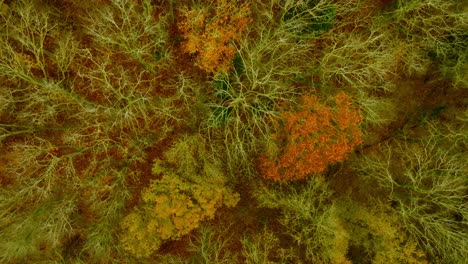 vertikale drohnen-aufnahme, die sich diagonal bewegt, von den meisten nackten laubbäumen im herbst, von oben und aus geringer höhe gesehen, was die perspektive etwas ungewöhnlich macht