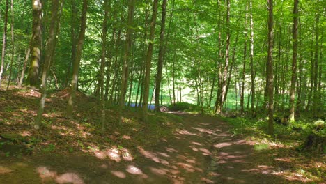 profile view of a forest with peaceful environment in sarrebrucken, germany. greenery.