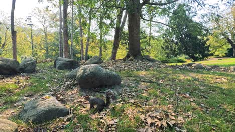 squirrel moves through forested area in turin, italy