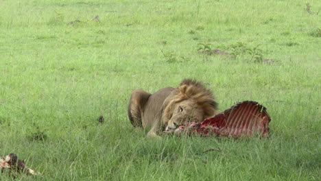 african lion male chewing on carcass, masai mara, kenya