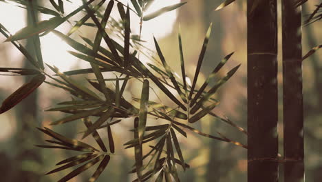 bamboo leaves in sunlight