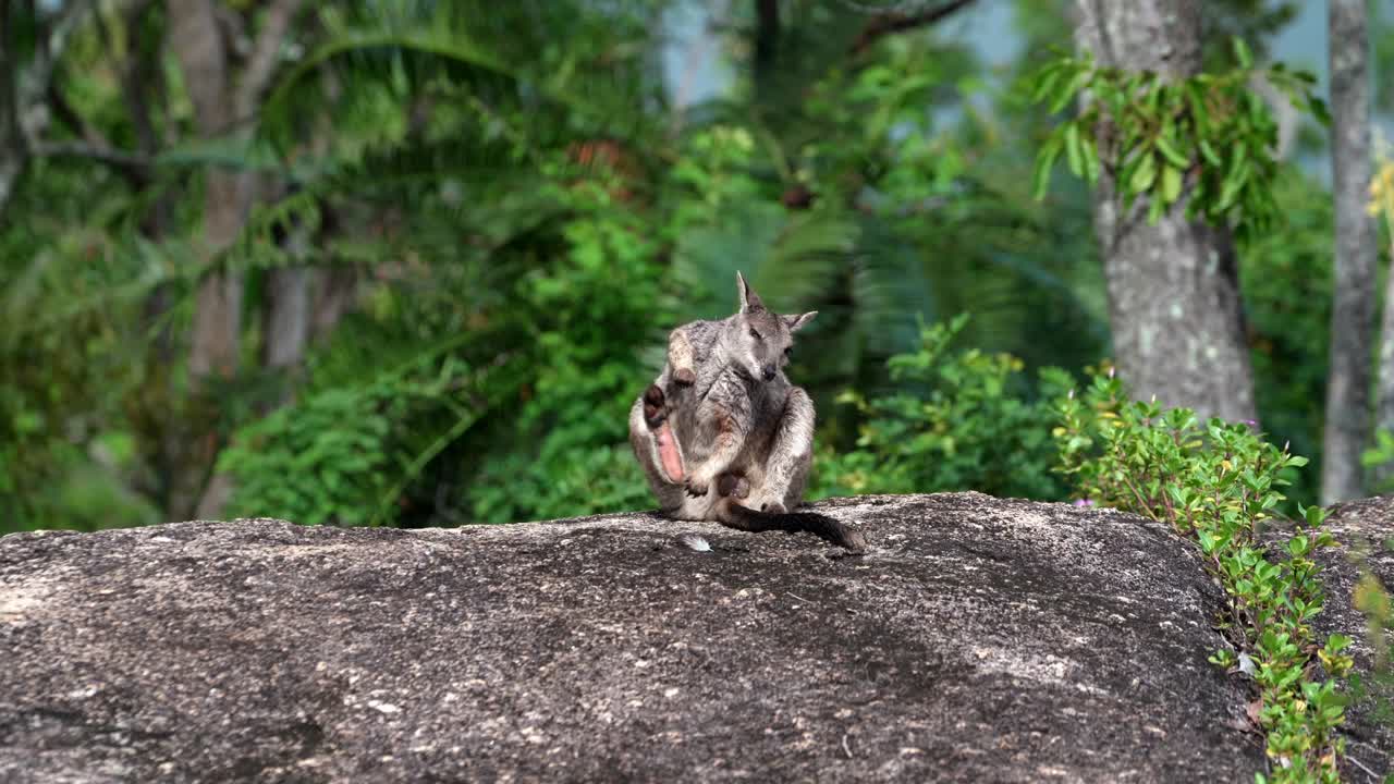 un wallaby de roca mareeba rascándose a sí mismo