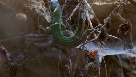 European-green-lizard-hidden-in-dried-vegetation,-adorned-with-spider-web