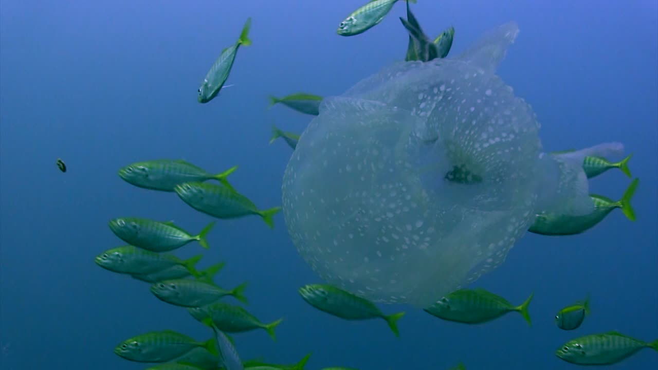 작은 물고기 2 상자 해파리